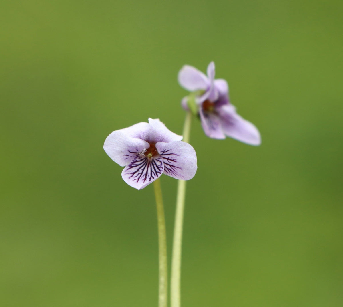 Viola palustris