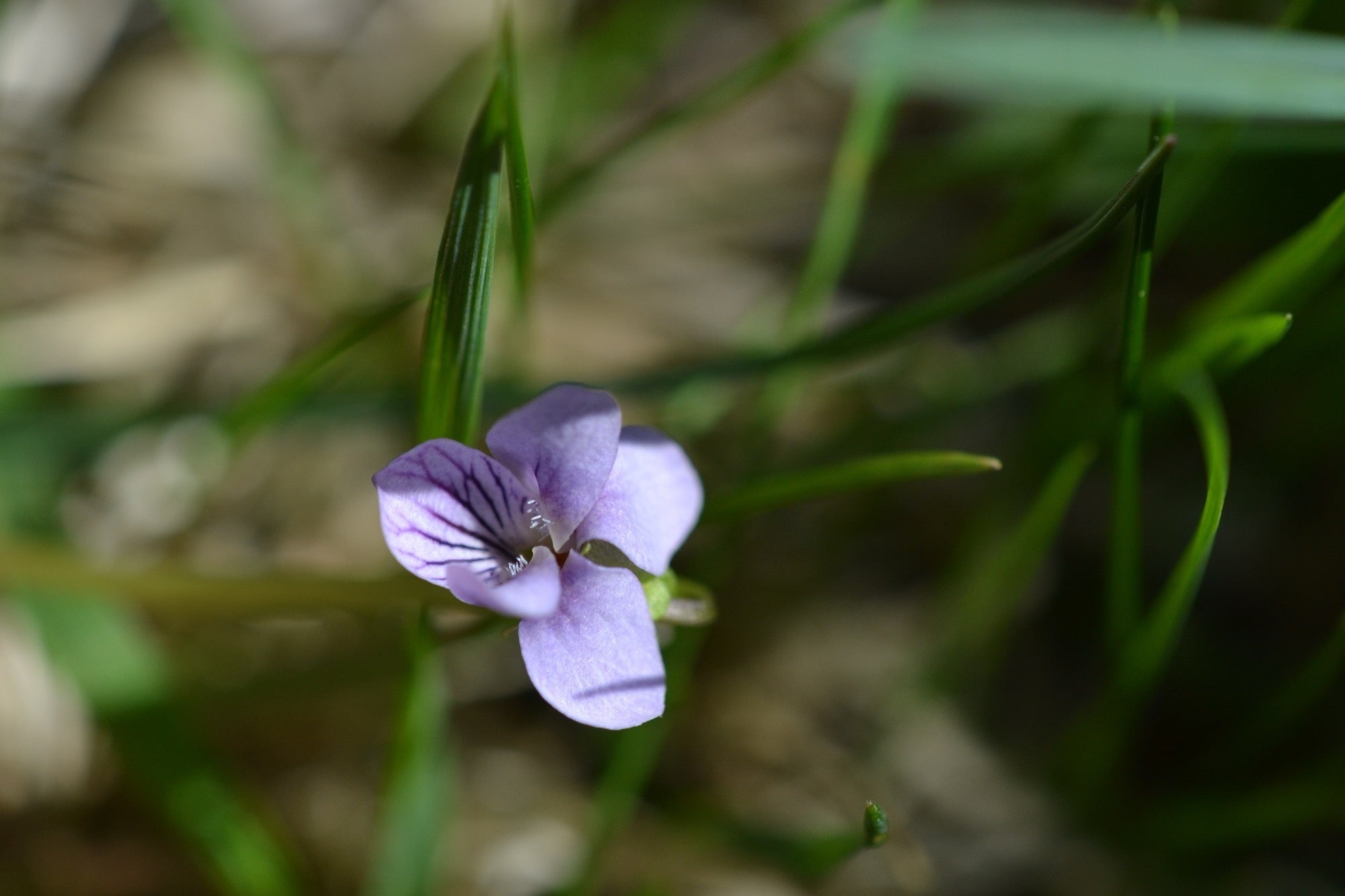 Viola palustris