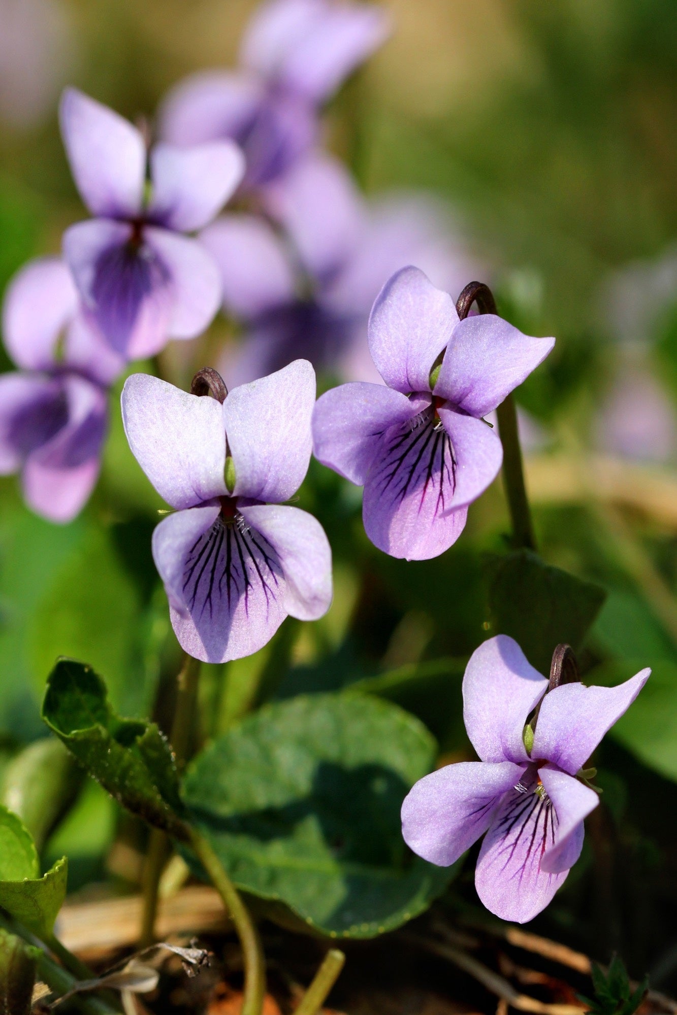 Viola palustris