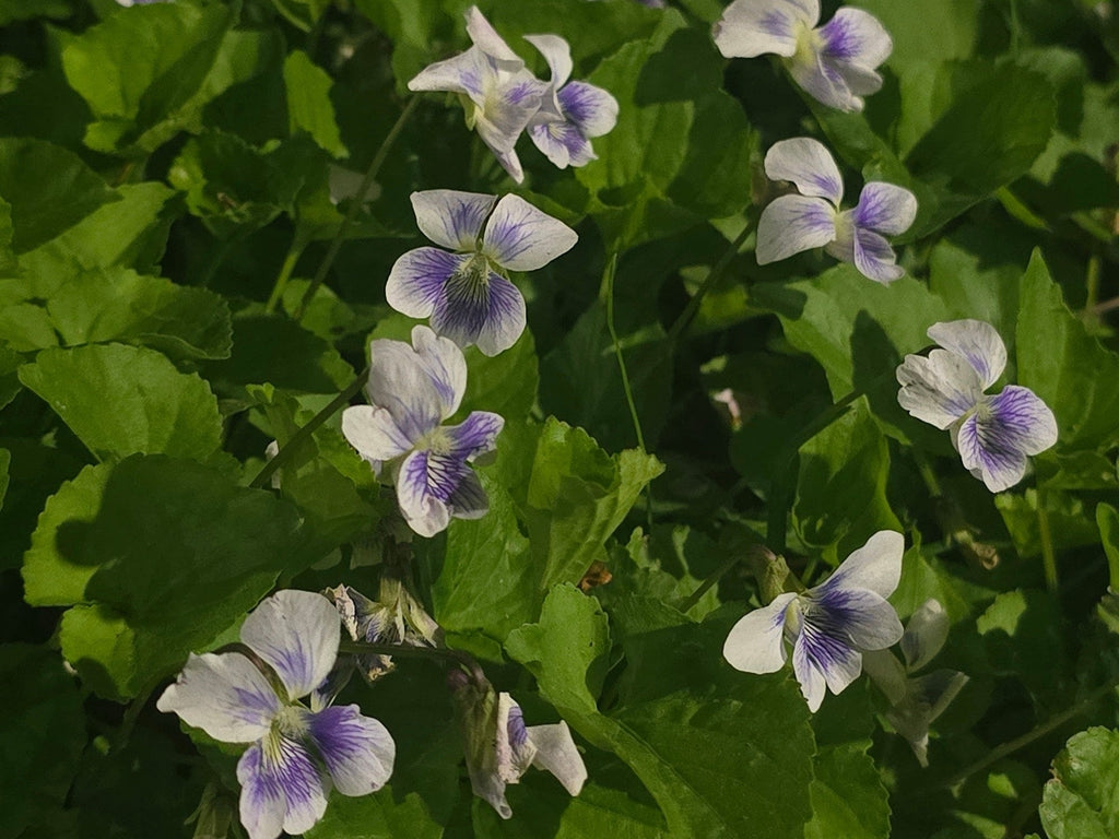 Viola palustris