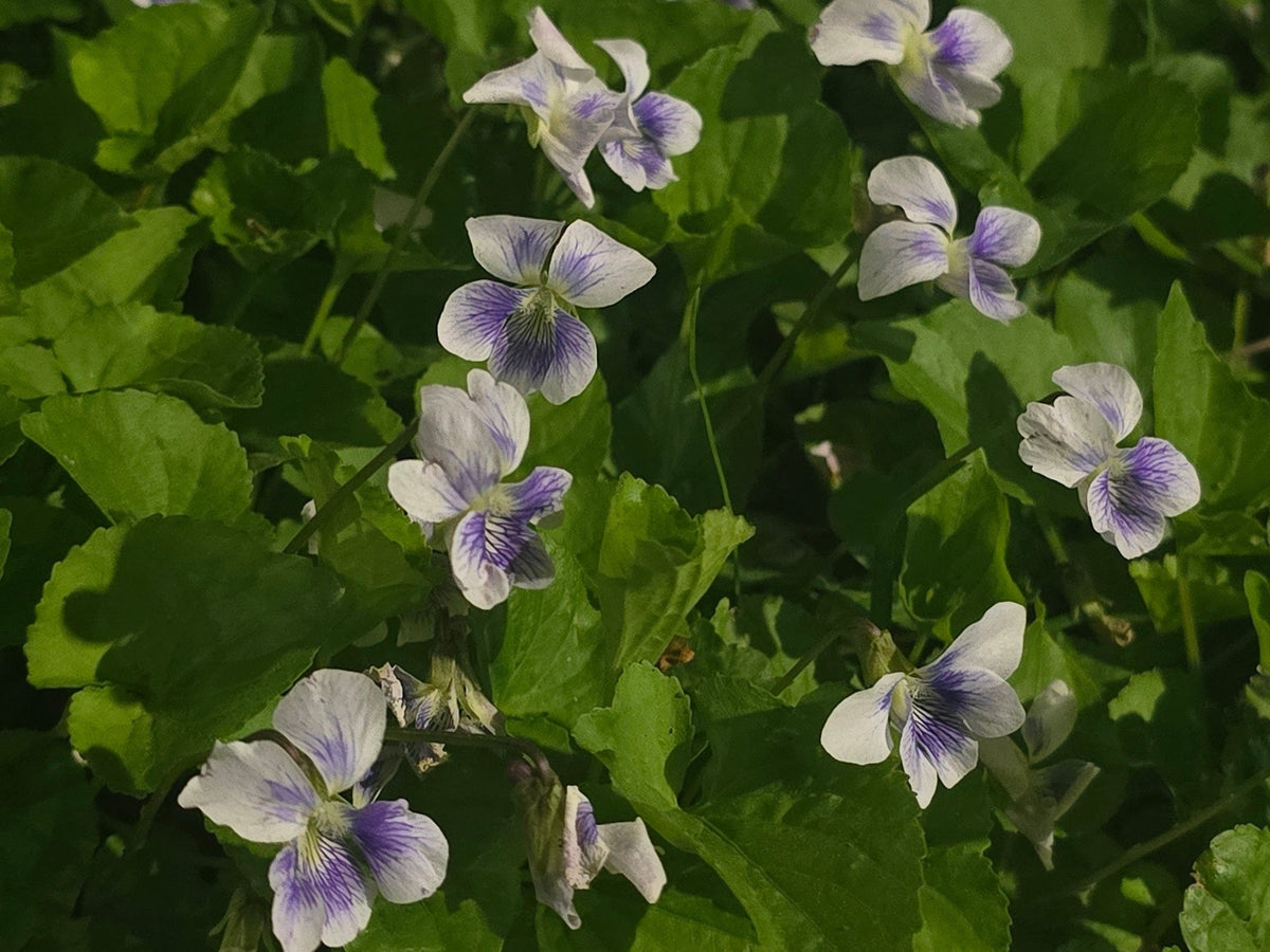 Viola palustris