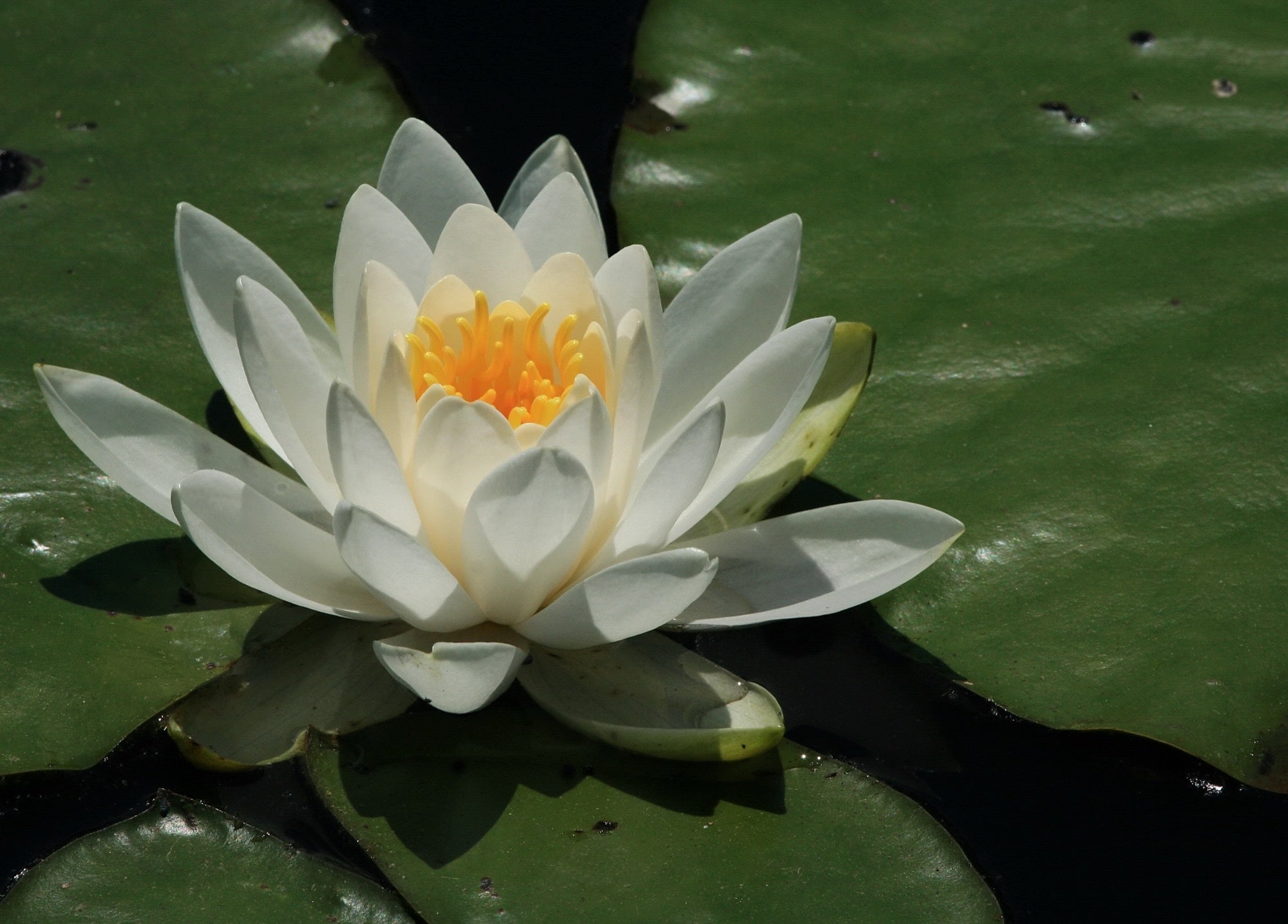 Nymphaea 'Virginia'