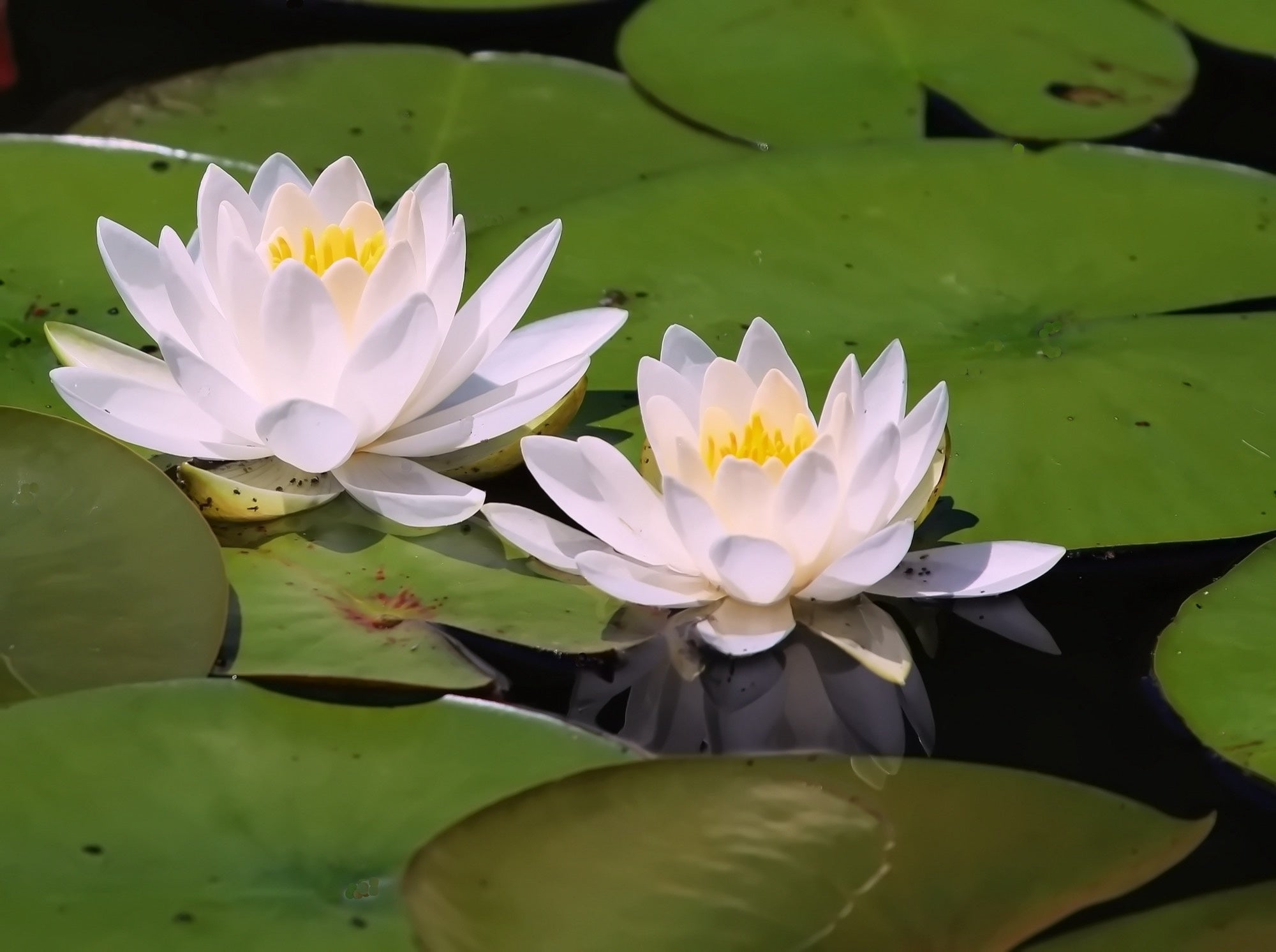 Nymphaea 'Virginia'