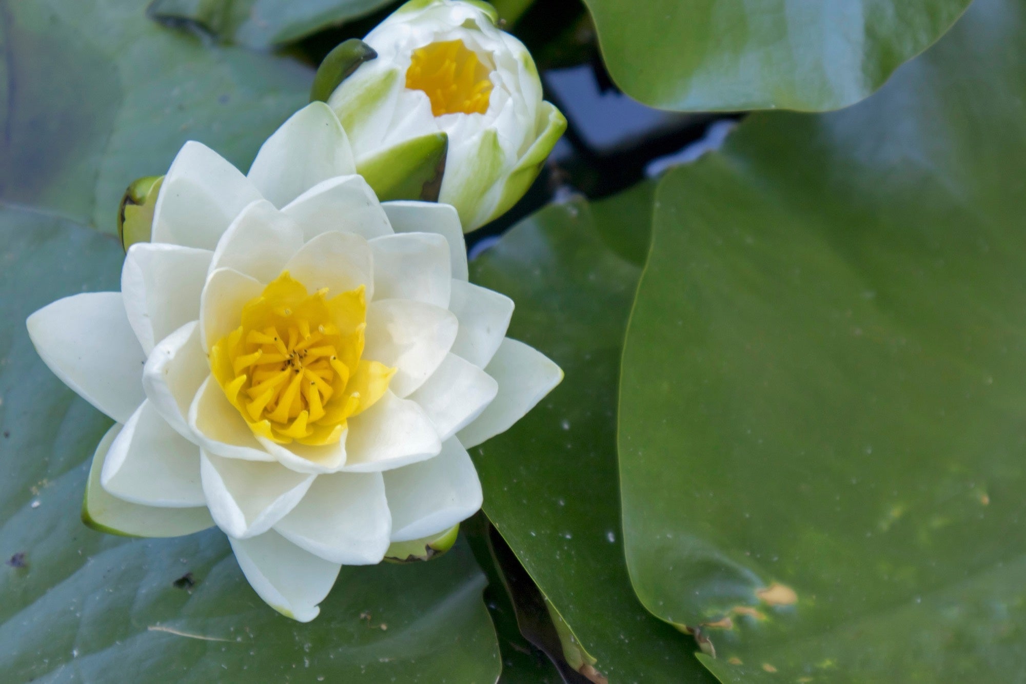 Nymphaea 'Virginalis'