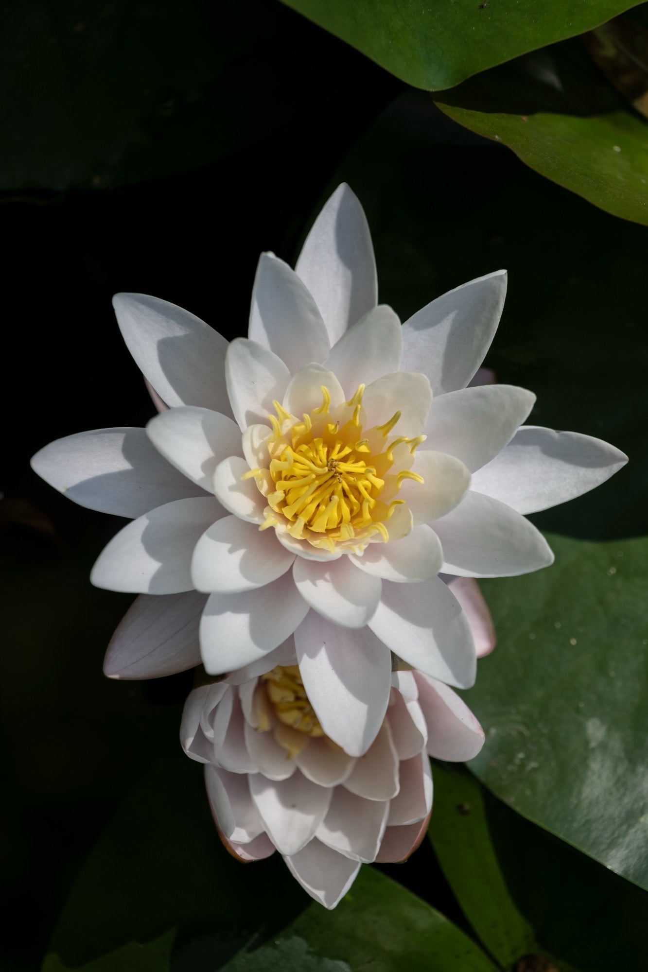 Nymphaea 'Virginalis'