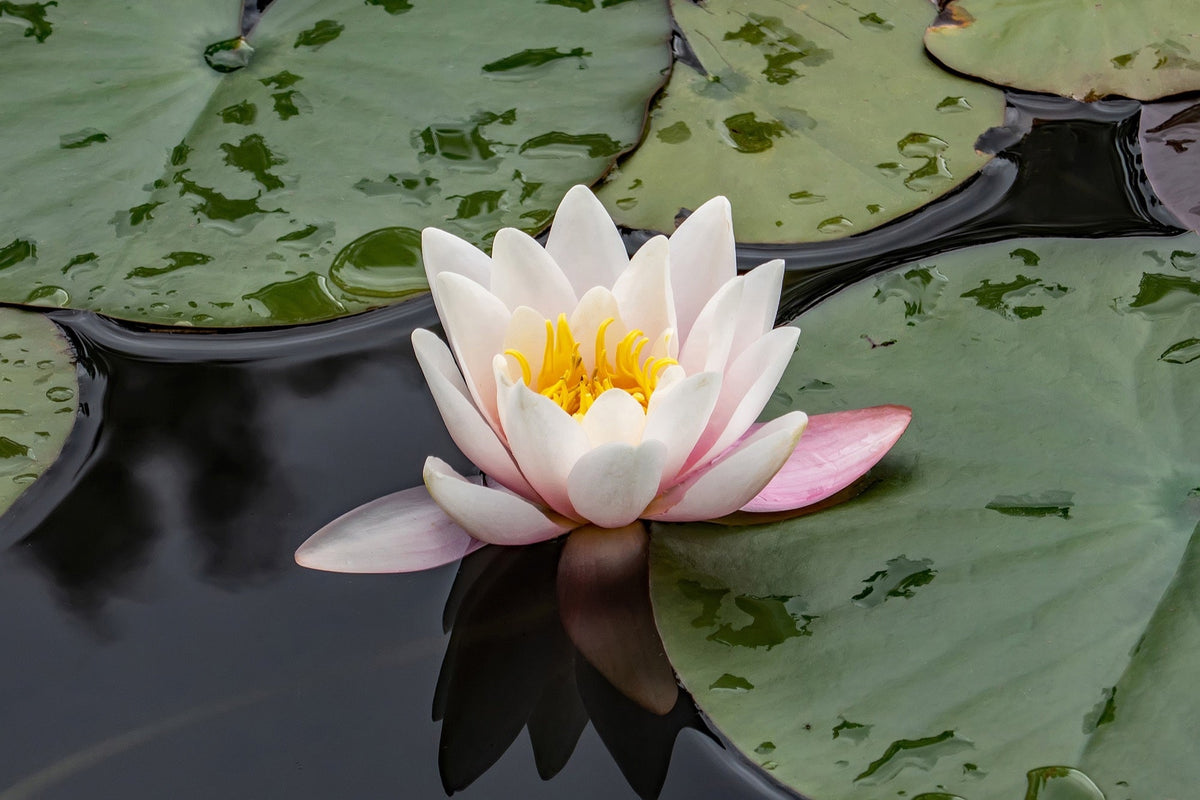 Nymphaea 'W.B. Shaw'