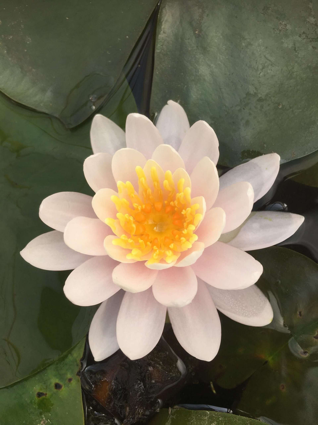 Nymphaea 'W.B. Shaw'