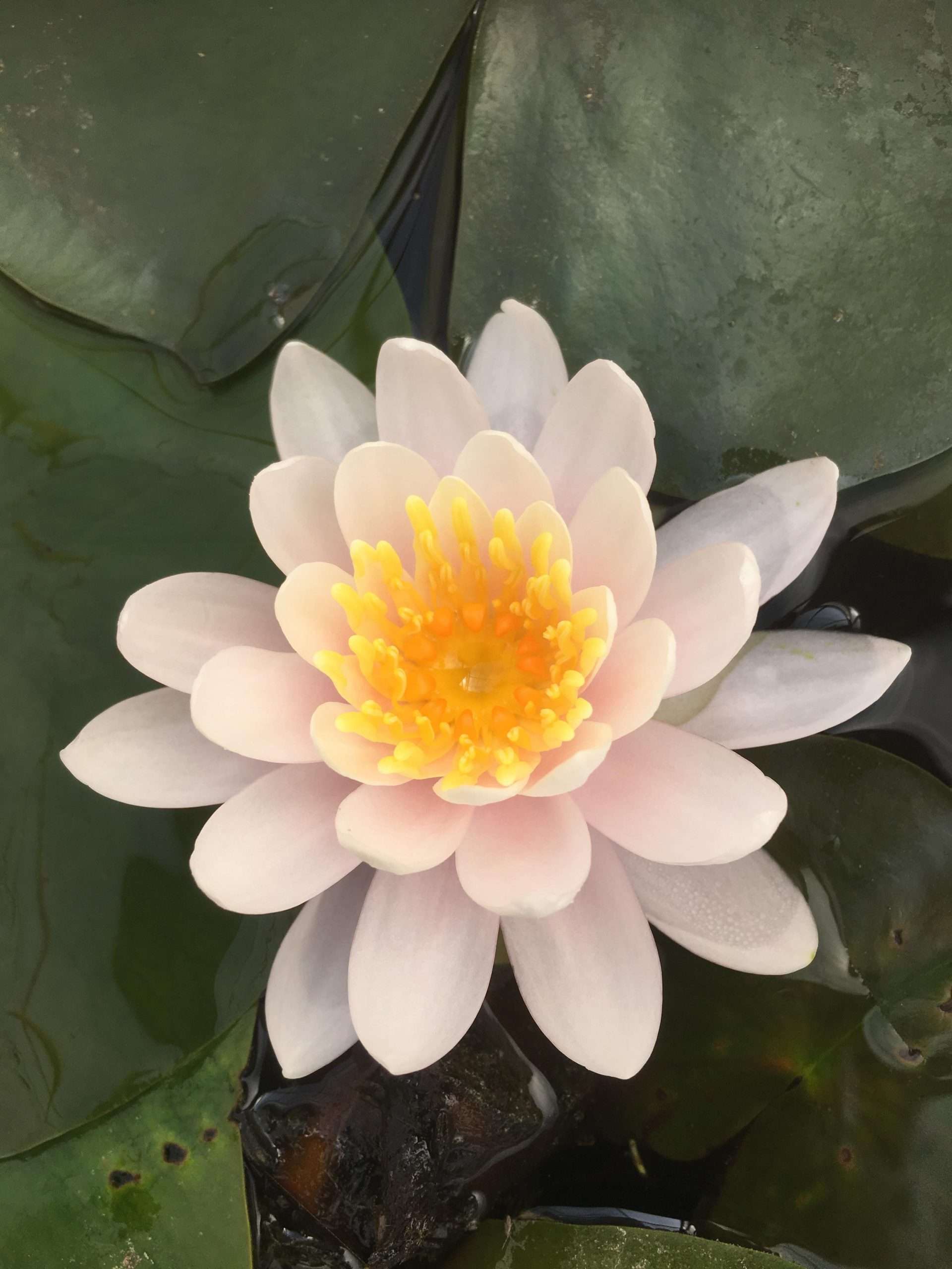 Nymphaea 'W.B. Shaw'