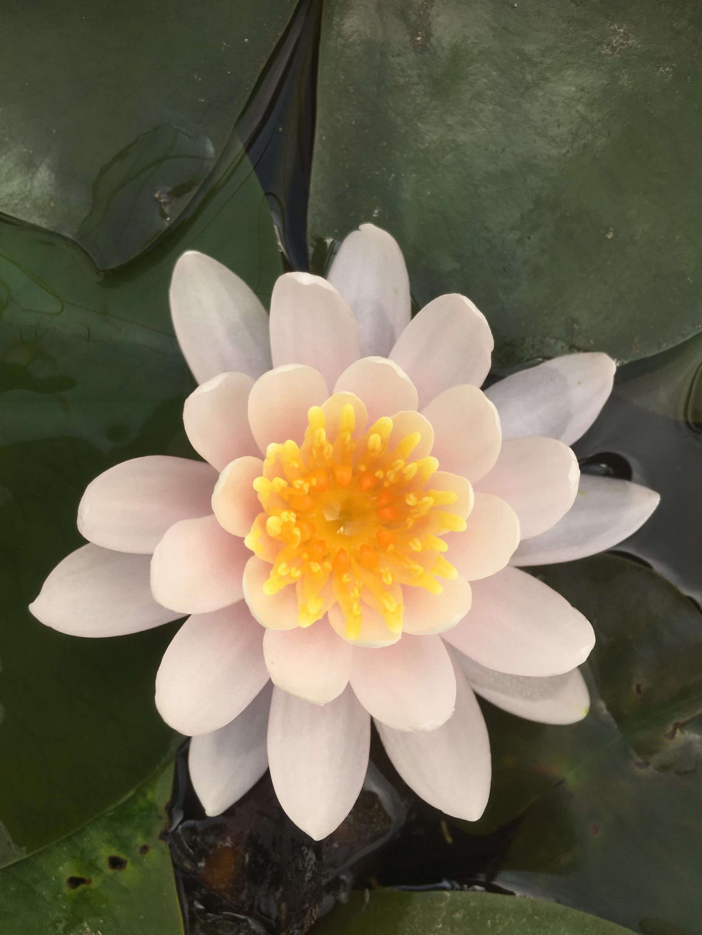 Nymphaea 'W.B. Shaw'