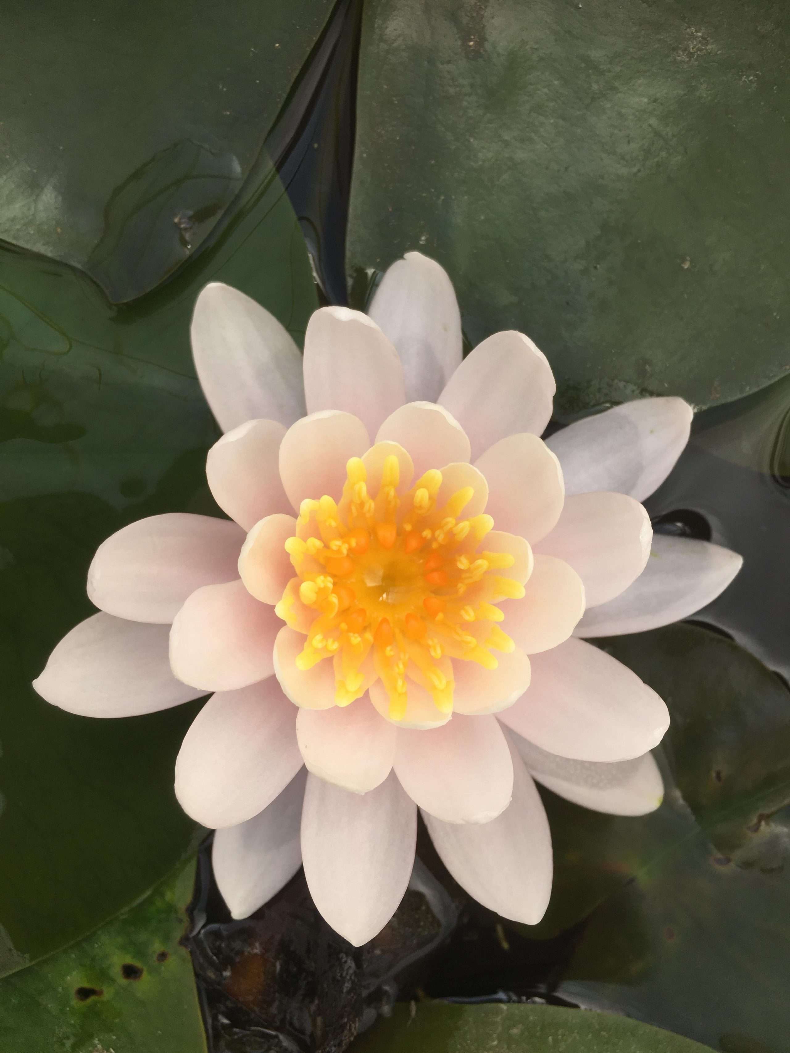 Nymphaea 'W.B. Shaw'
