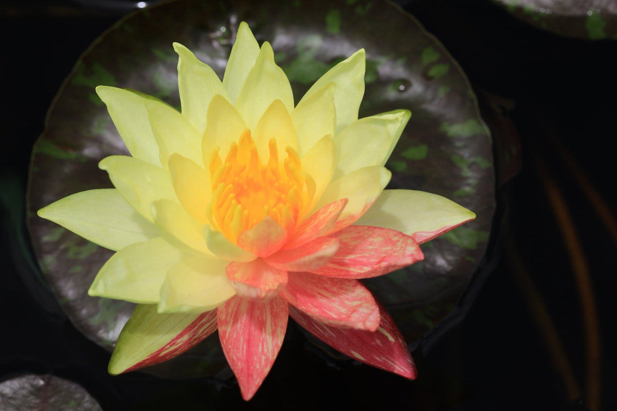 Nymphaea 'Wanvisa'