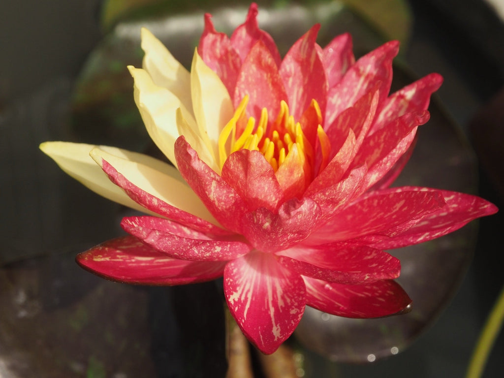 Nymphaea 'Wanvisa'