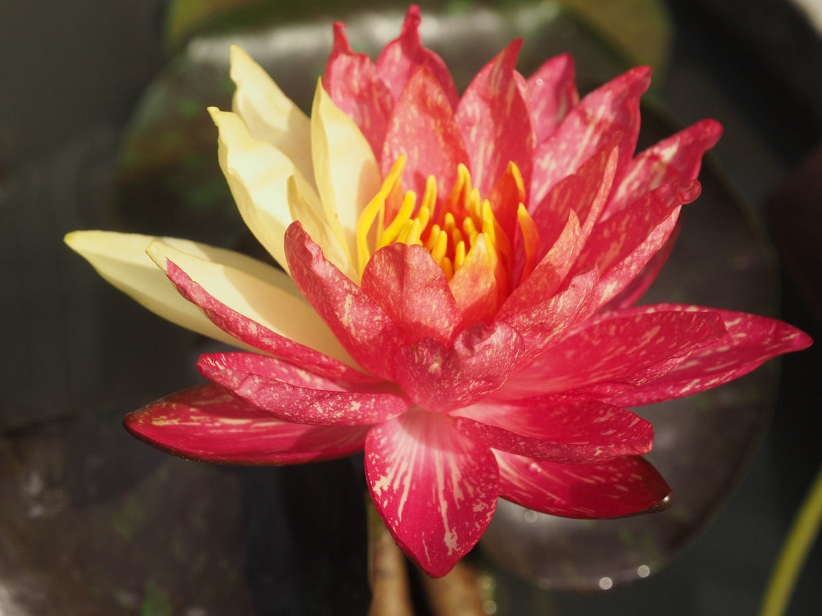Nymphaea 'Wanvisa'