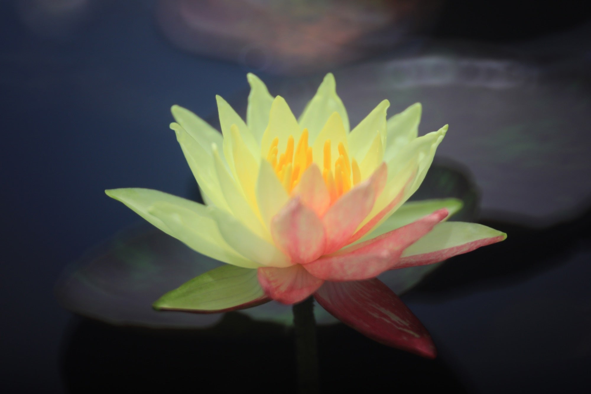 Nymphaea 'Wanvisa'