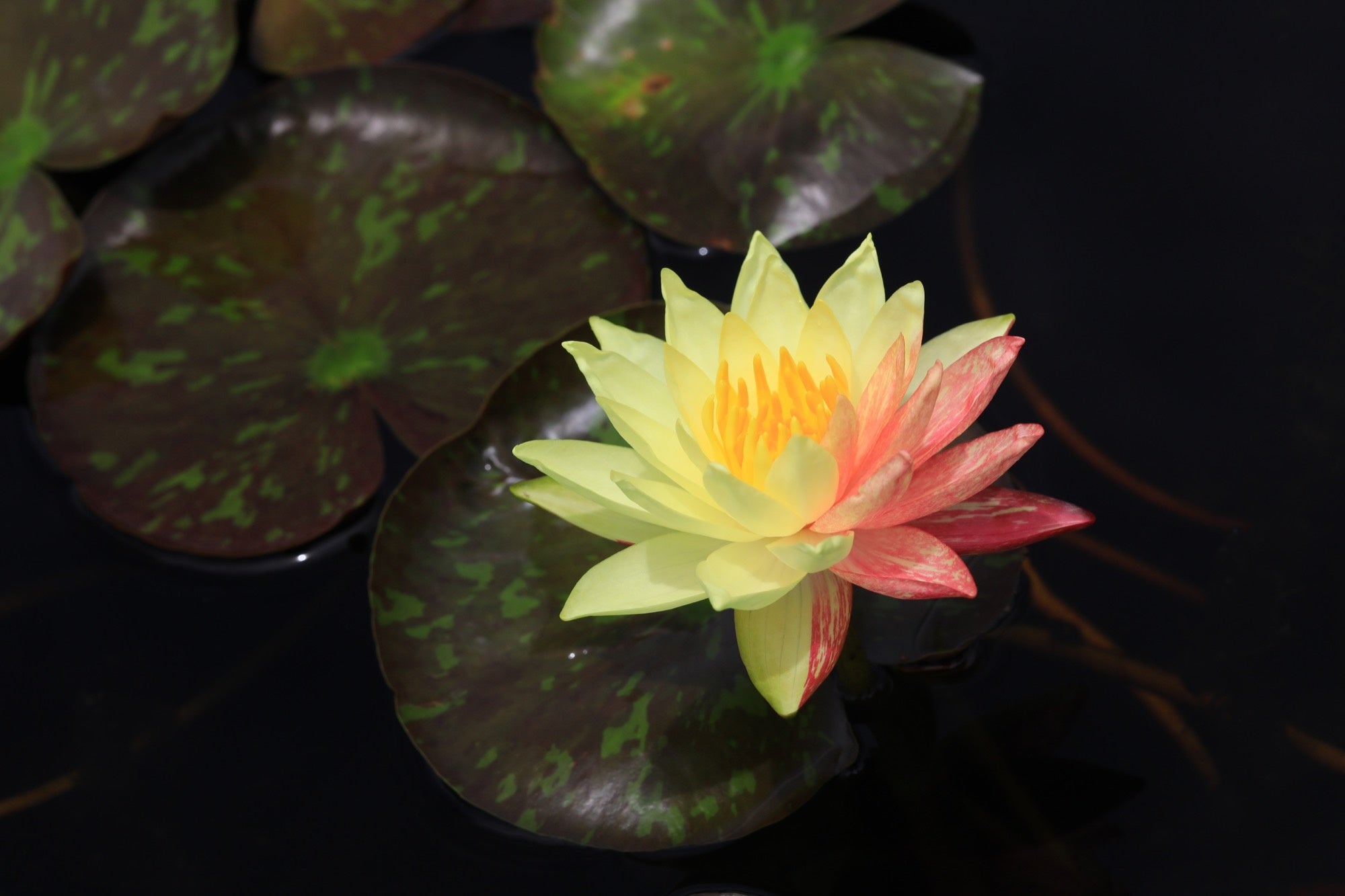 Nymphaea 'Wanvisa'