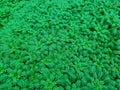 Hottonia Palustris - 1- 25 Bunches / Oxygenating Pond Water Plants/ weed - OX009