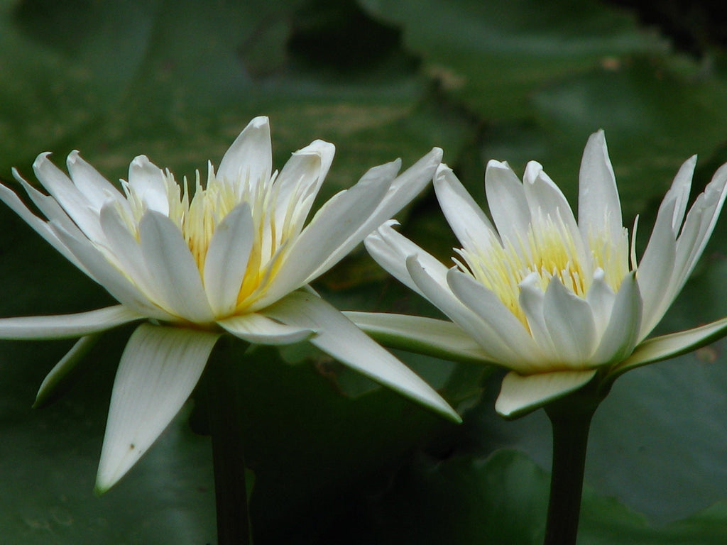Nymphaea 'Gladstoniana'