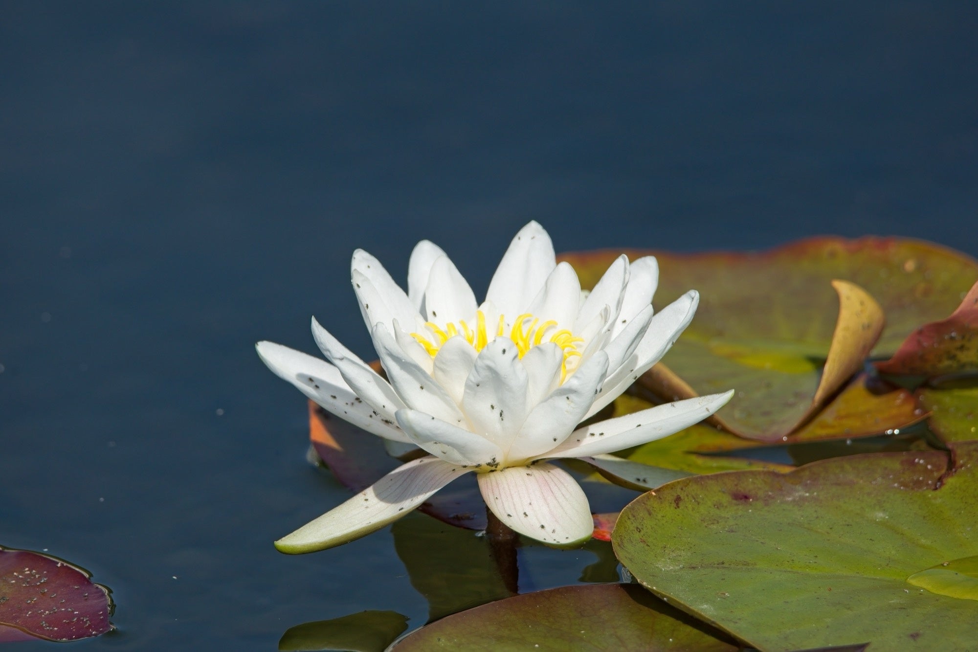 Nymphaea 'Gladstoniana'