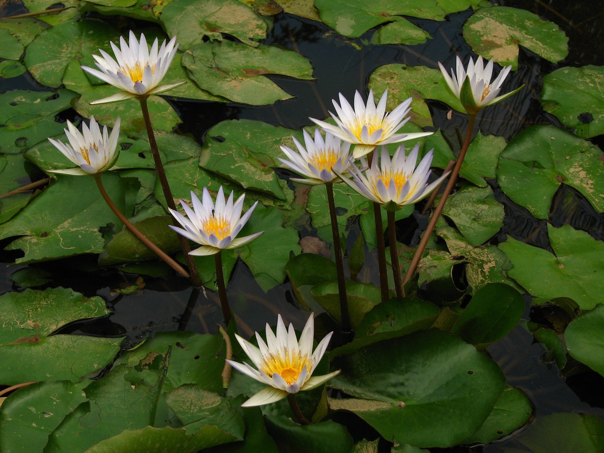 Nymphaea 'Gladstoniana'