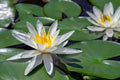 Nymphaea 'Hermine'