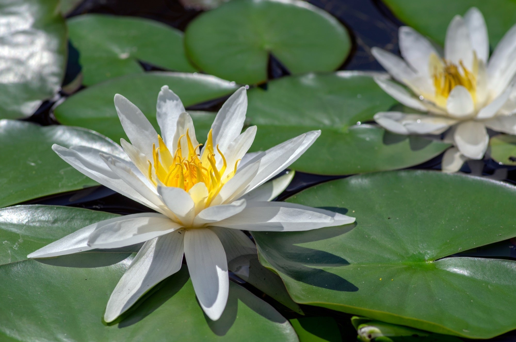Nymphaea 'Hermine'