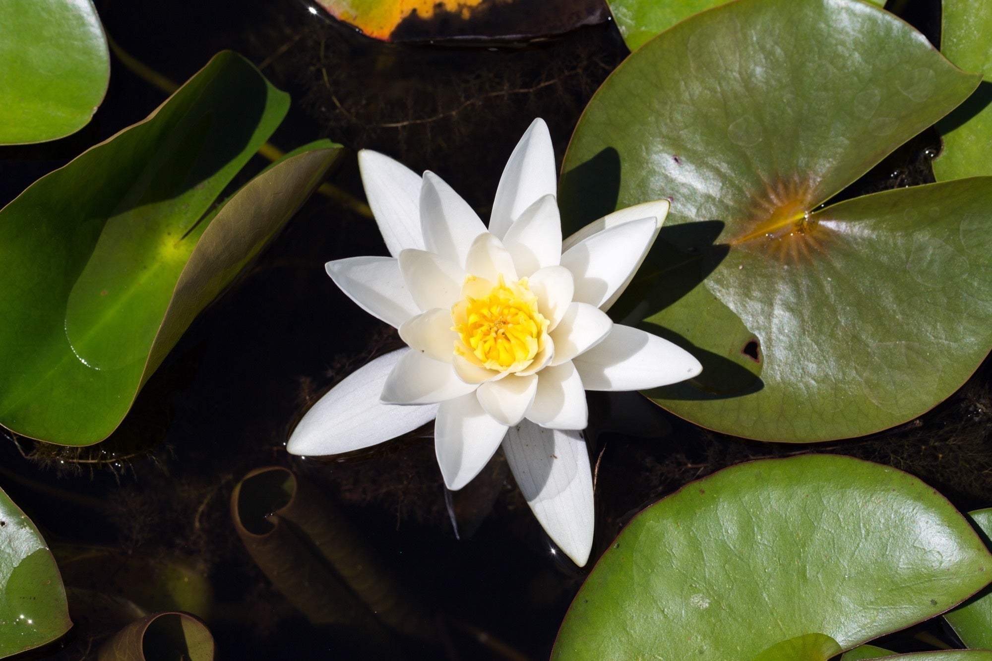 Nymphaea 'Hermine'