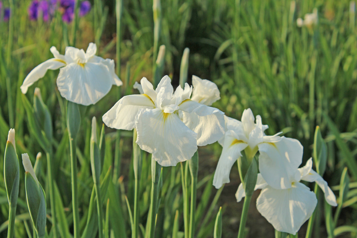 Iris kaempferi 'White Lady'