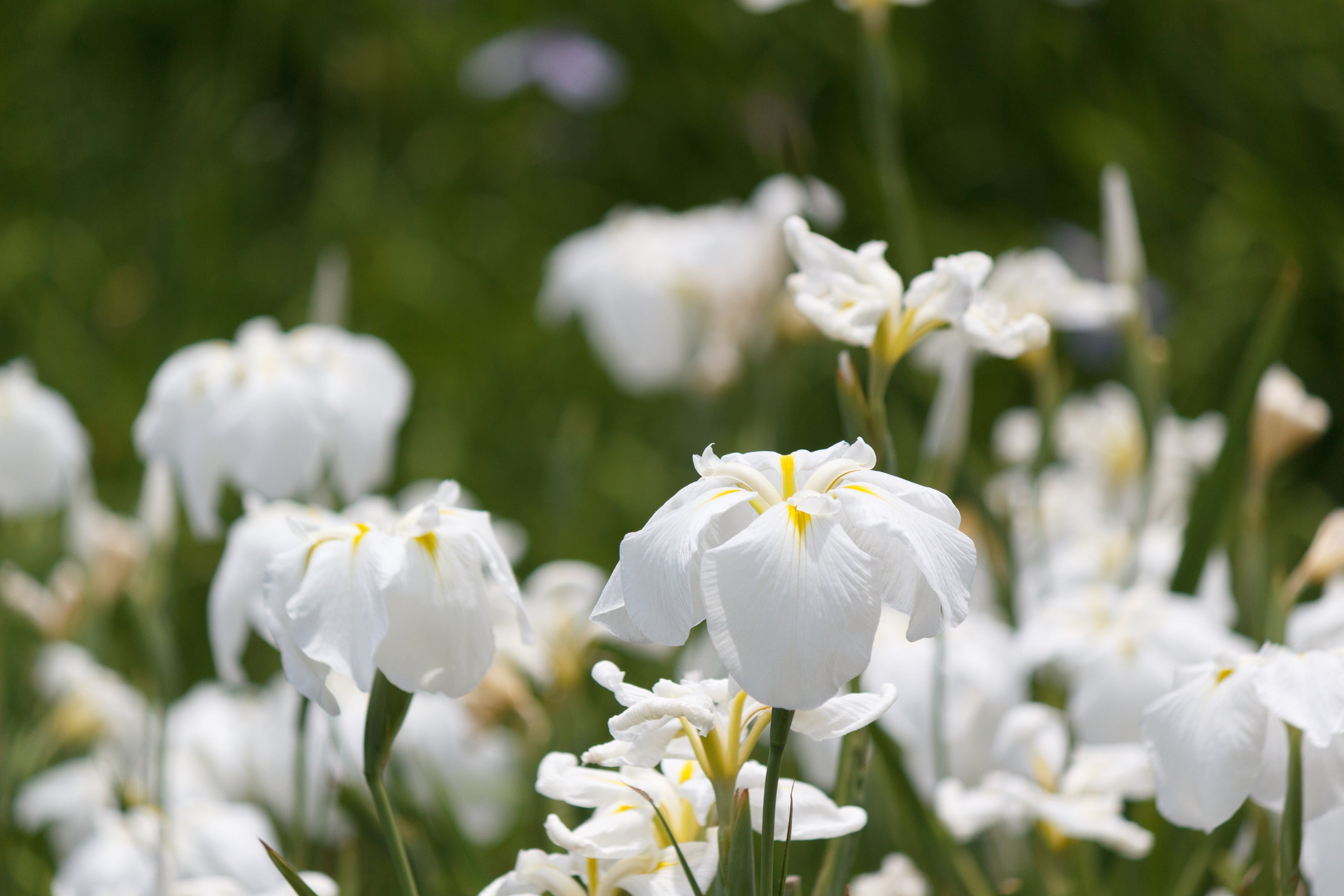 Iris kaempferi 'White Lady'