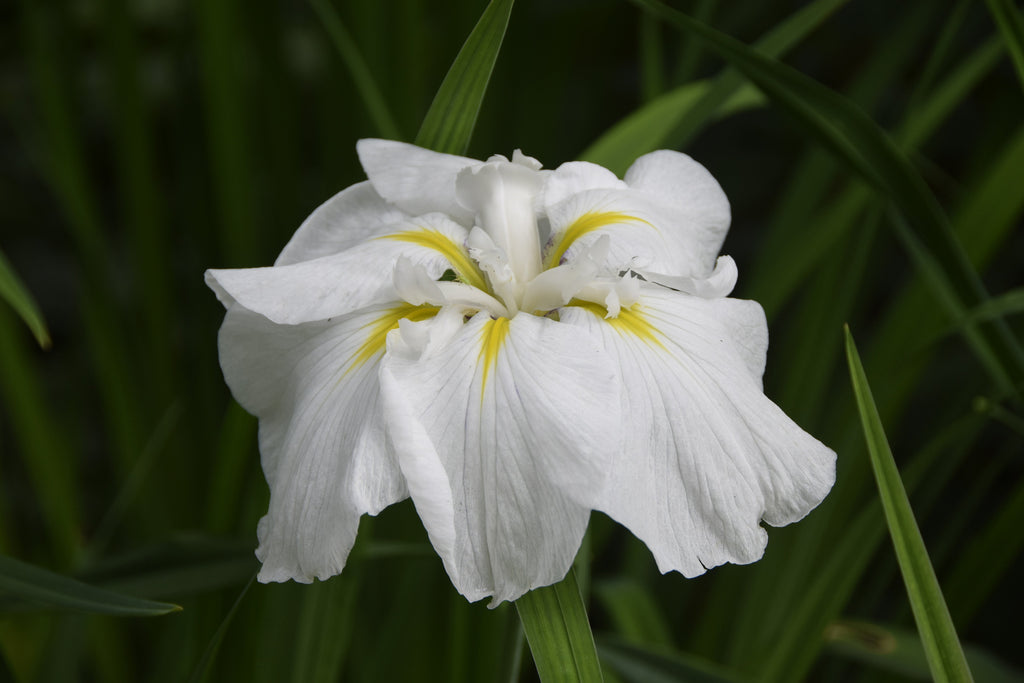 Iris kaempferi 'White Lady'