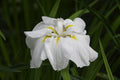 Iris kaempferi 'White Lady'