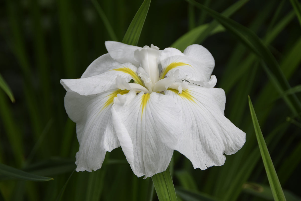 Iris kaempferi 'White Lady'