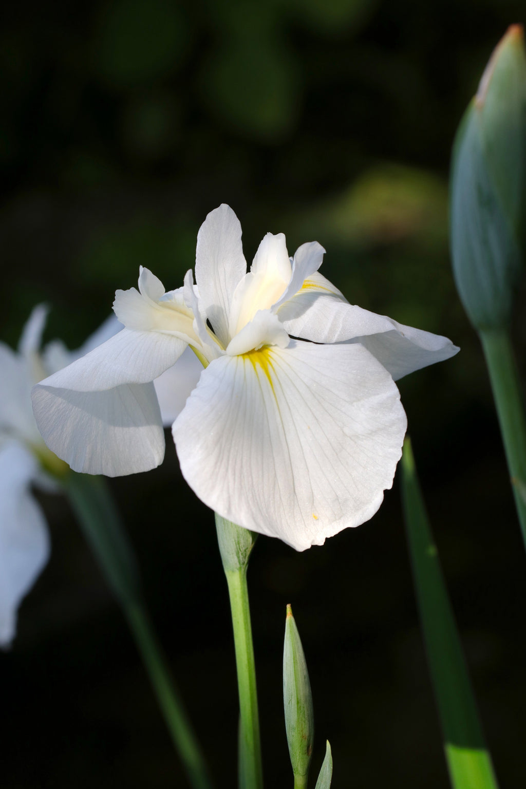 Iris kaempferi 'White Lady'