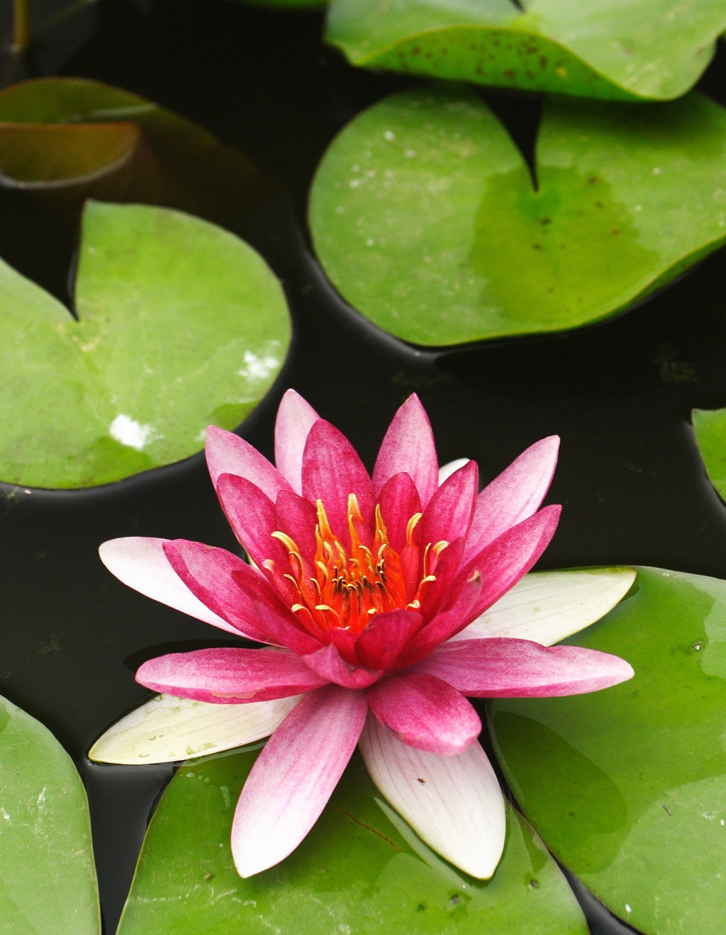 Nymphaea 'Xue Fei'