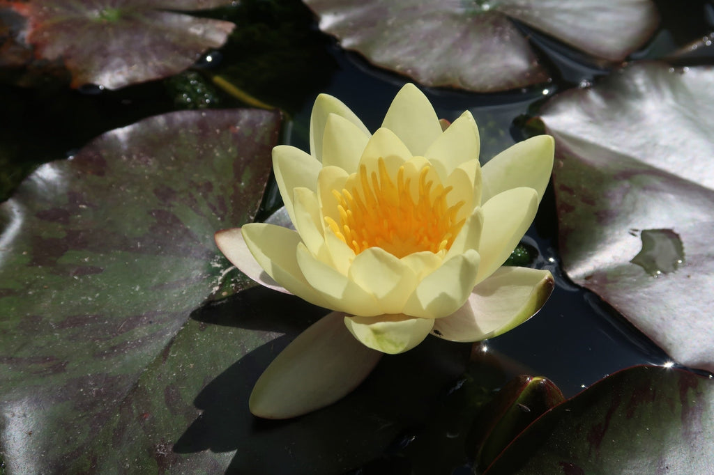 Nymphaea 'Yellow Sensation'