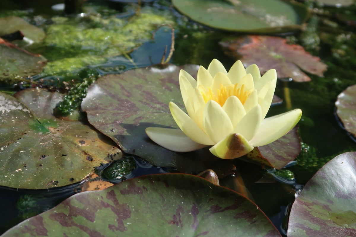 Nymphaea 'Yellow Sensation'