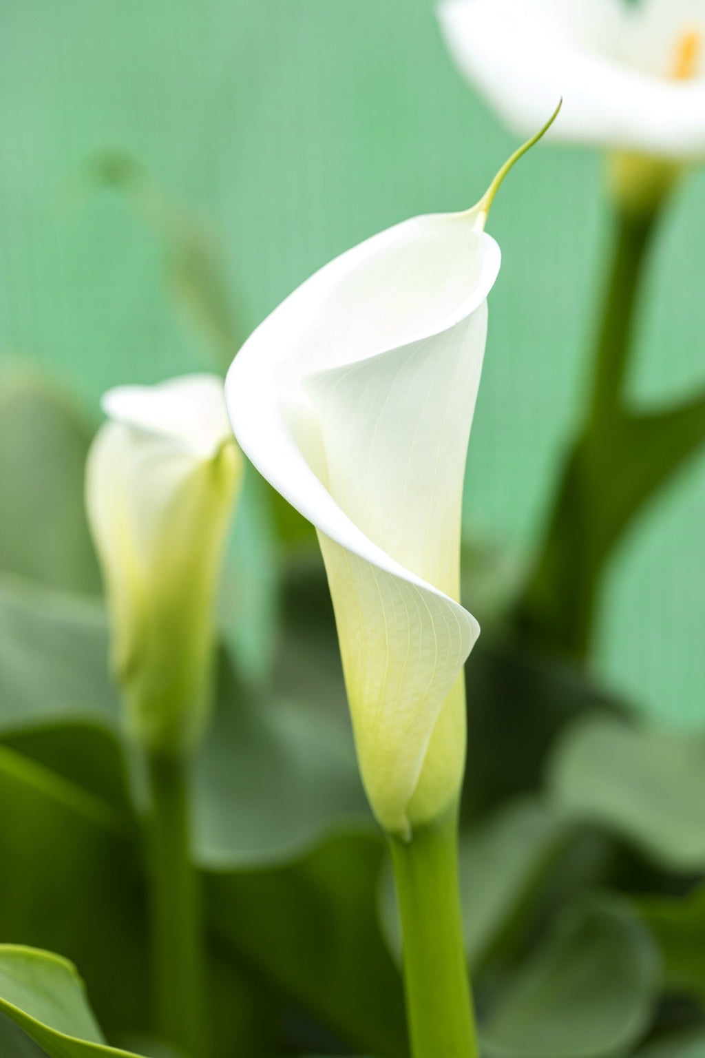 Zantedeschia aethiopica