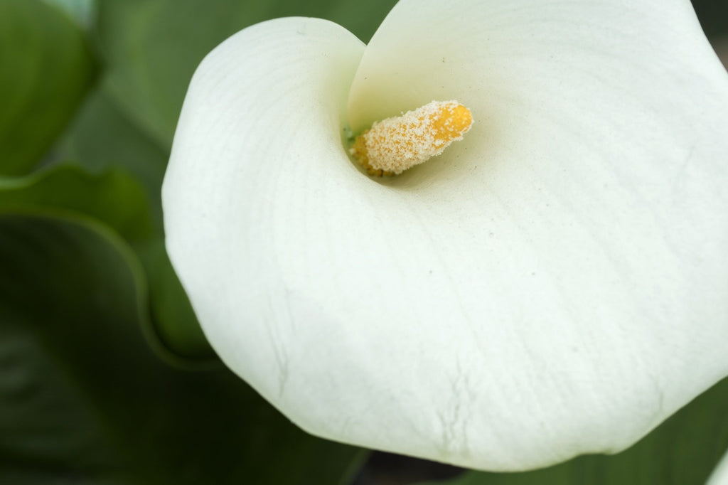 Zantedeschia aethiopica