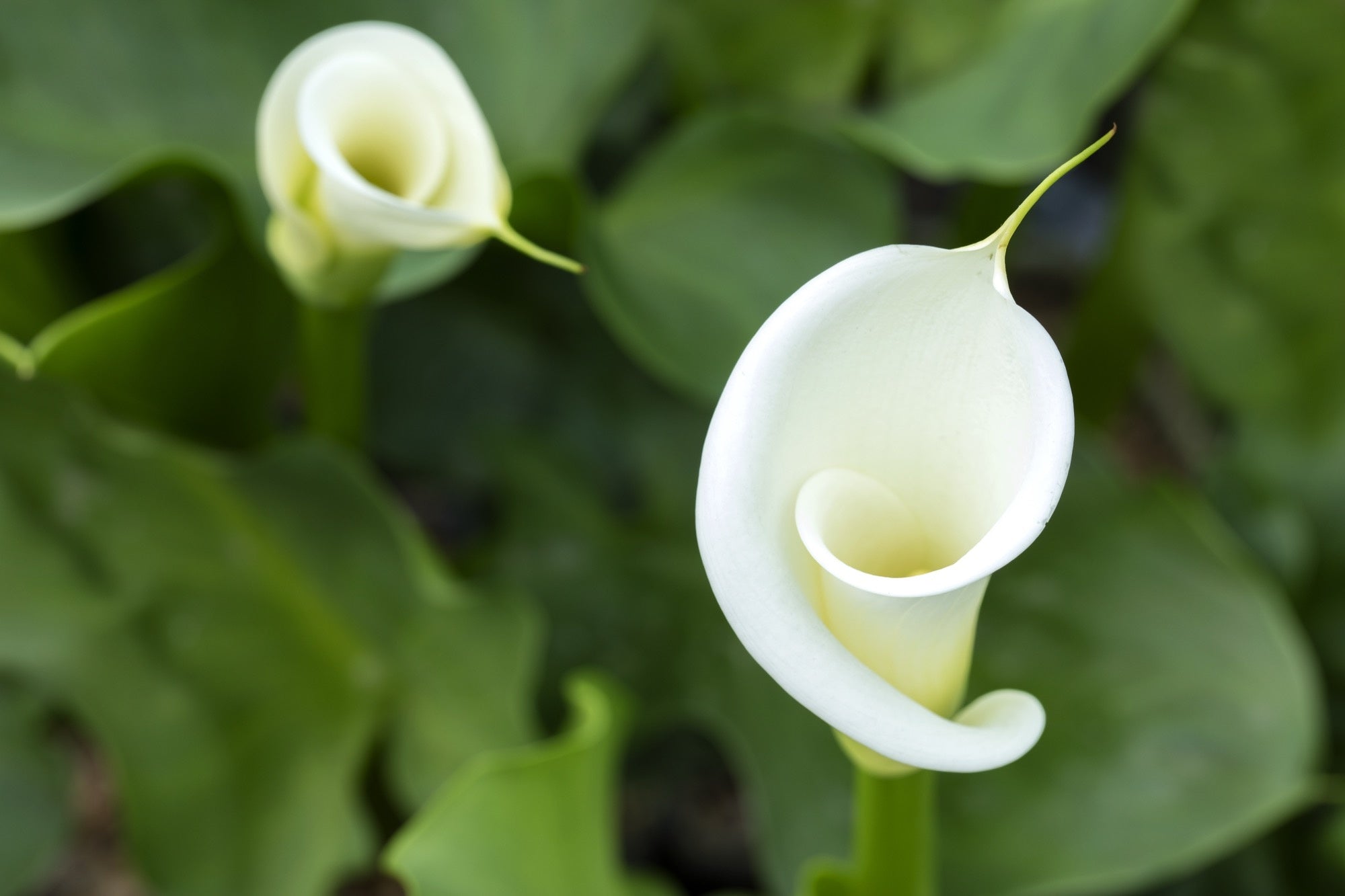 Zantedeschia aethiopica