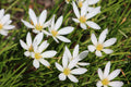 Zephyranthes candida