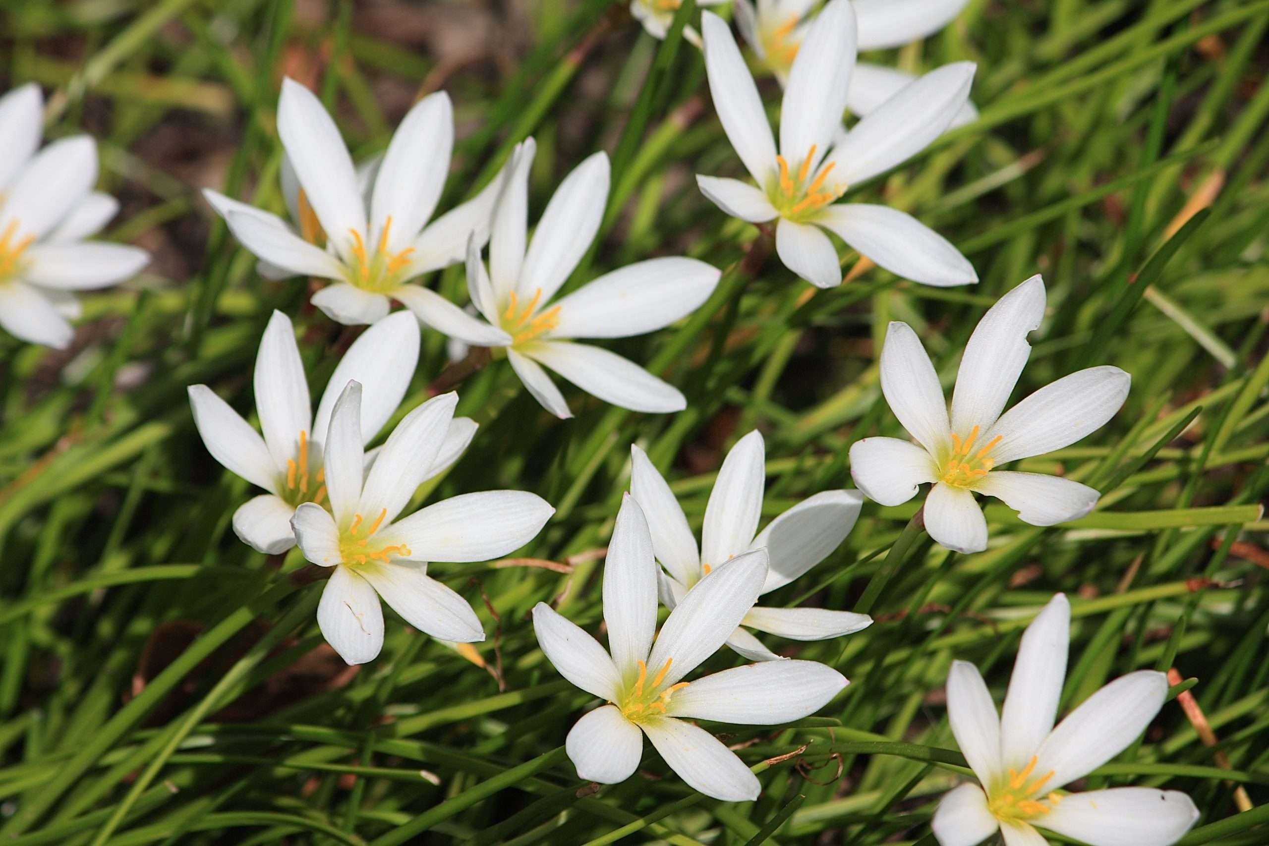 Zephyranthes candida