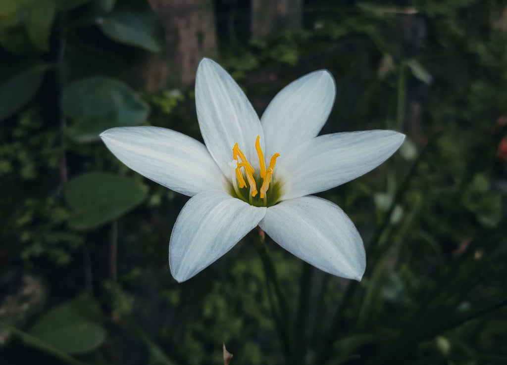 Zephyranthes candida