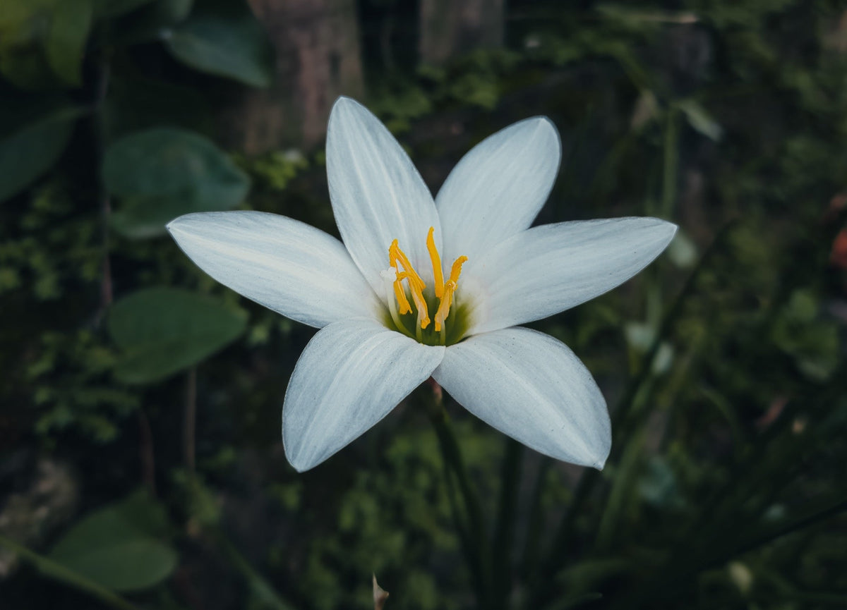 Zephyranthes candida