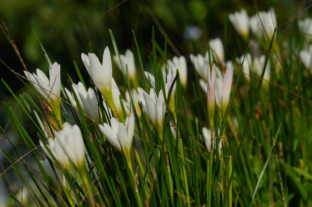 Zephyranthes candida