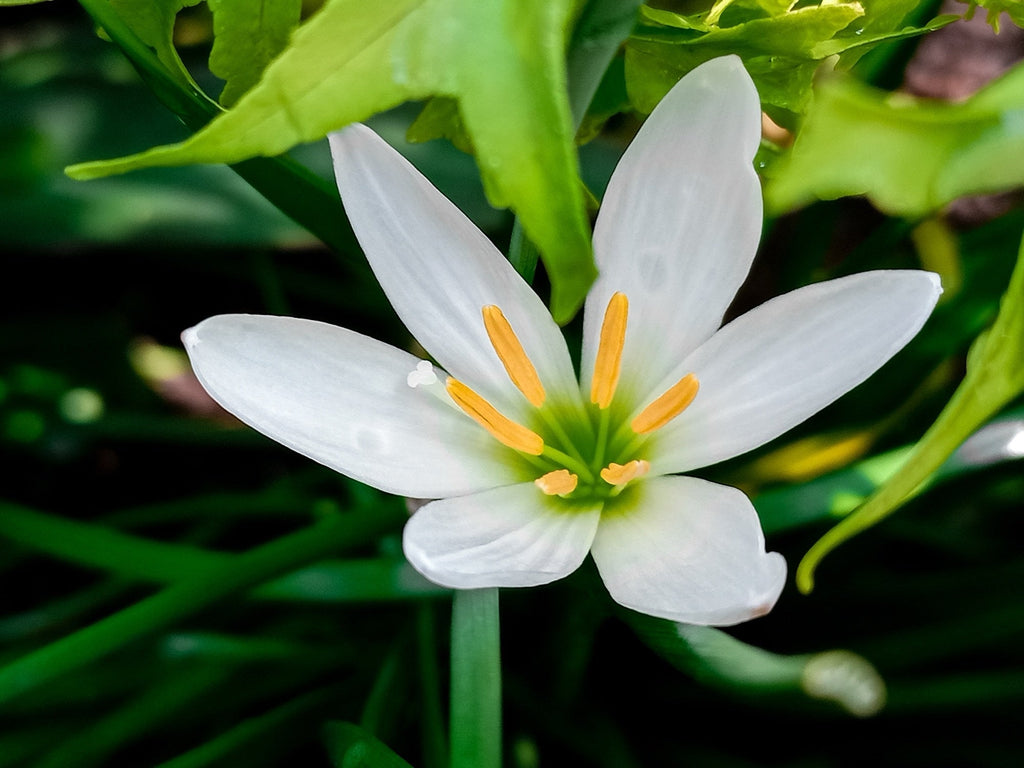 Zephyranthes candida