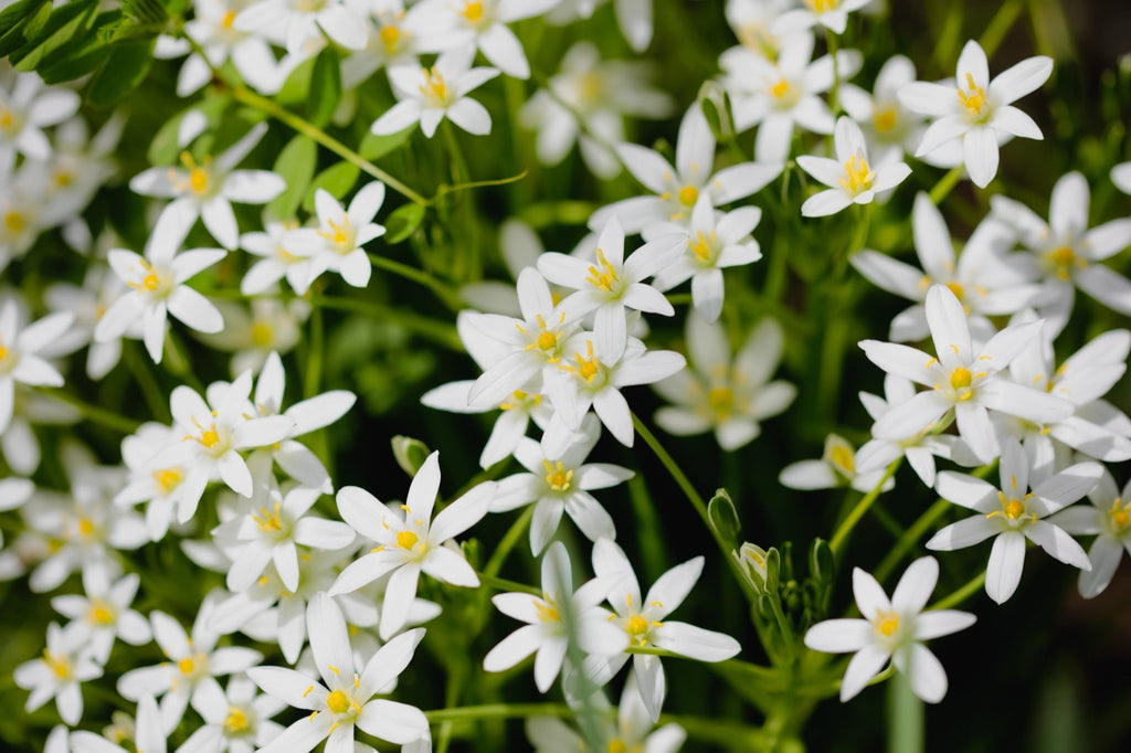 Zephyranthes candida