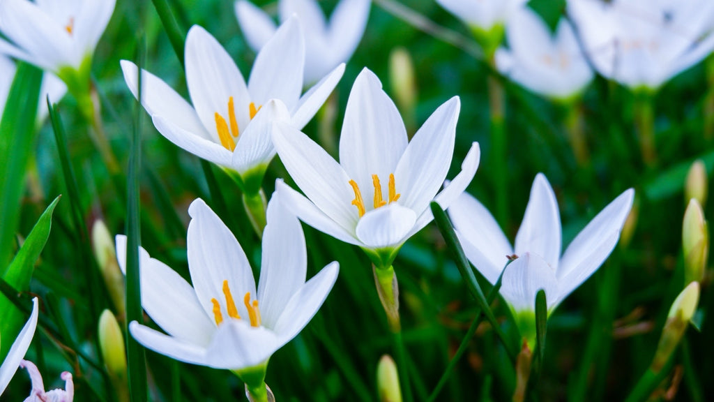 Zephyranthes candida