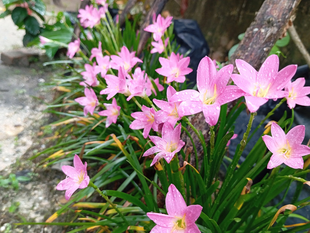 Zephyranthes grandiflora