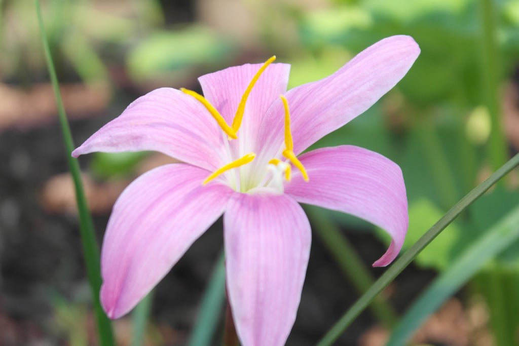Zephyranthes grandiflora