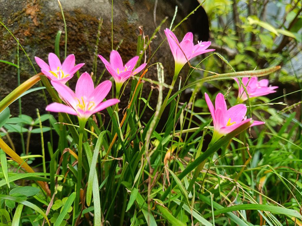Zephyranthes grandiflora