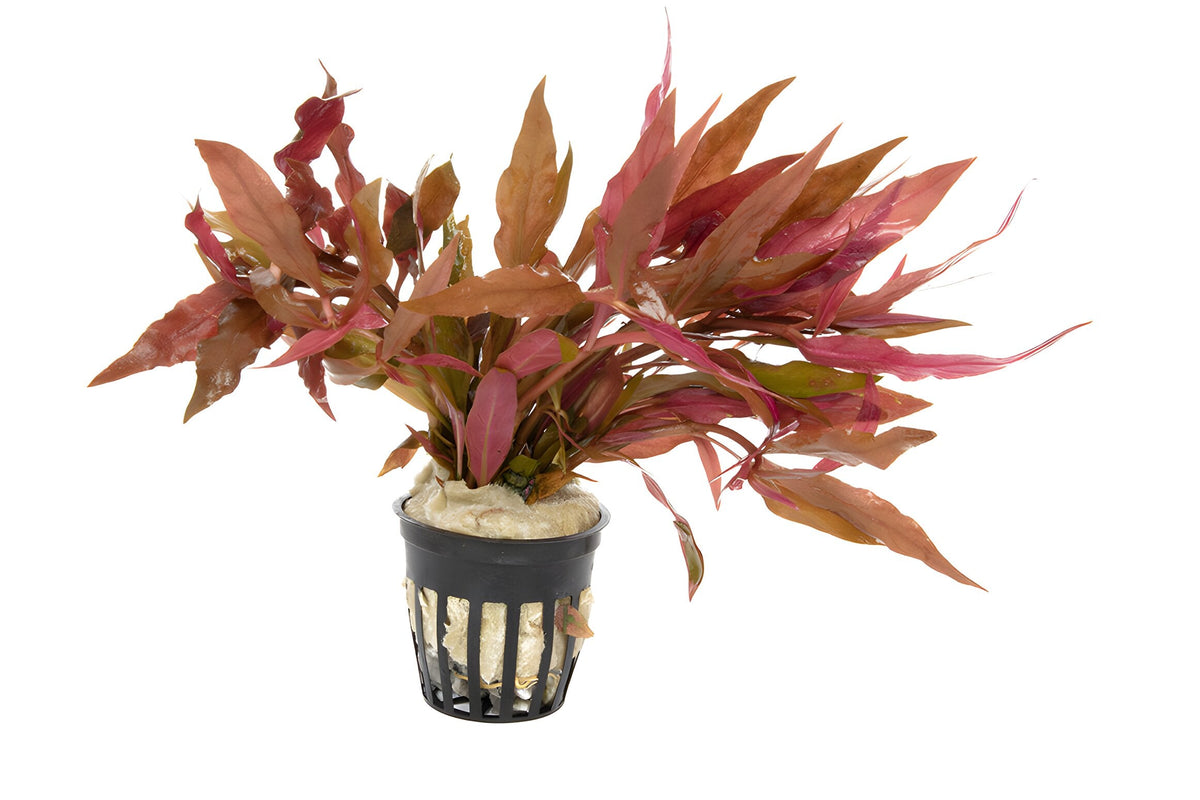 Alternanthera reineckii